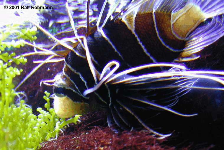 Pterois radiata Bild01